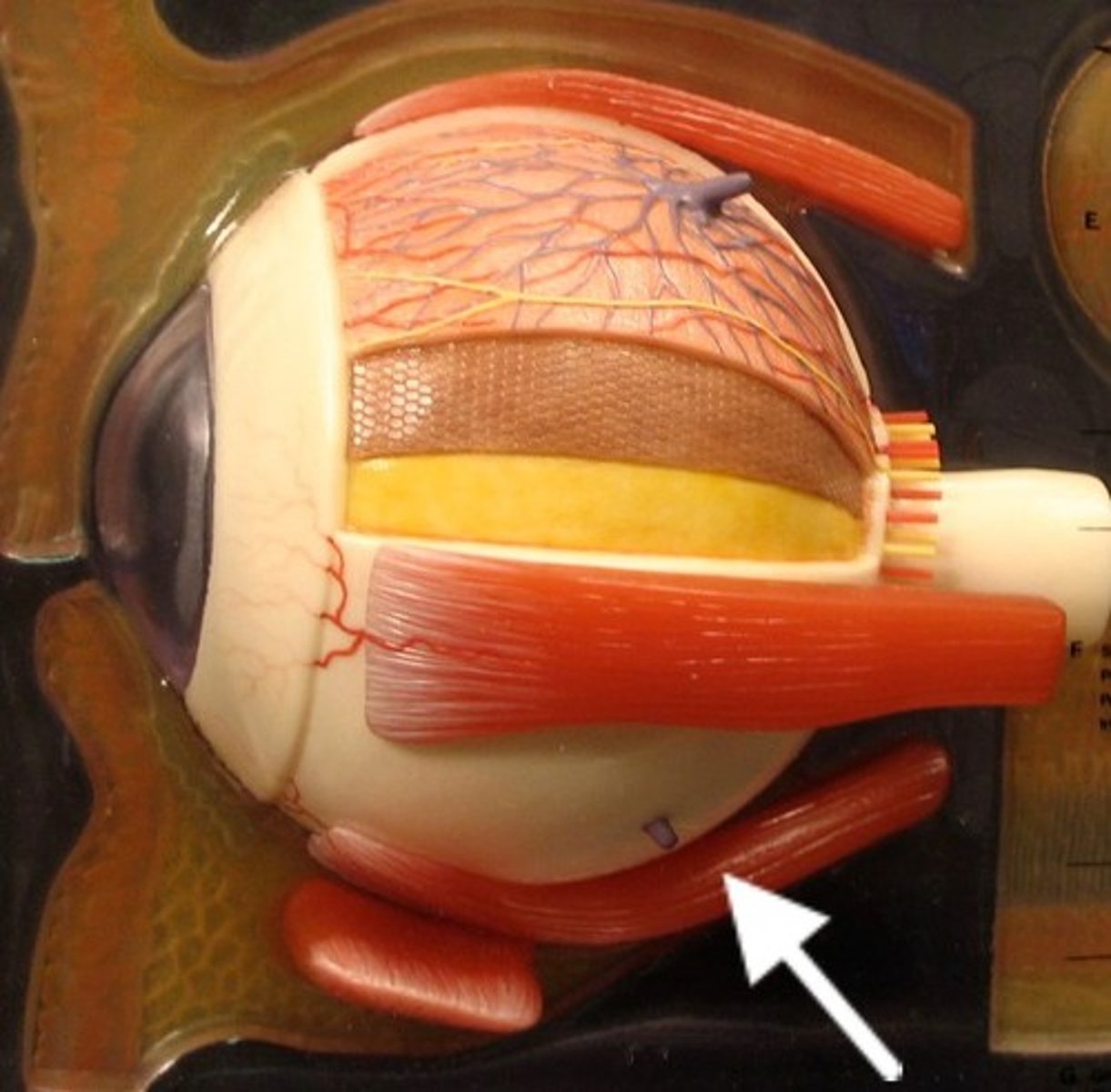 <p>Eye muscle on the bottom</p>