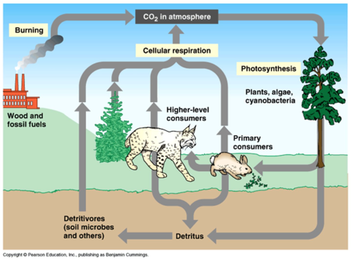 <p>is the flow of chemical elements between living organisms and the environment</p>