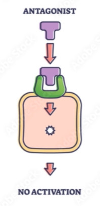 <p>binds but doesn’t activate → blocks agonist from binding</p>