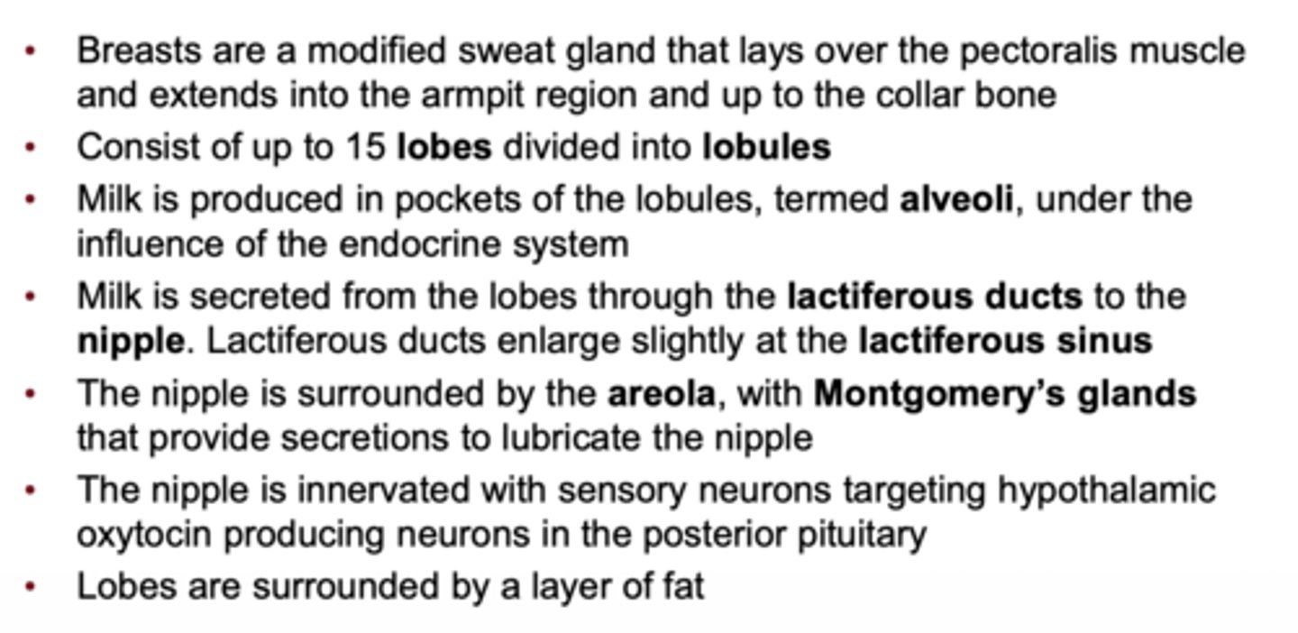 <p>breasts contain lobes/lobules with alveoli producing milk; lactiferous ducts carry milk to nipple; estrogen causes duct/lobule proliferation during puberty and pregnancy</p>