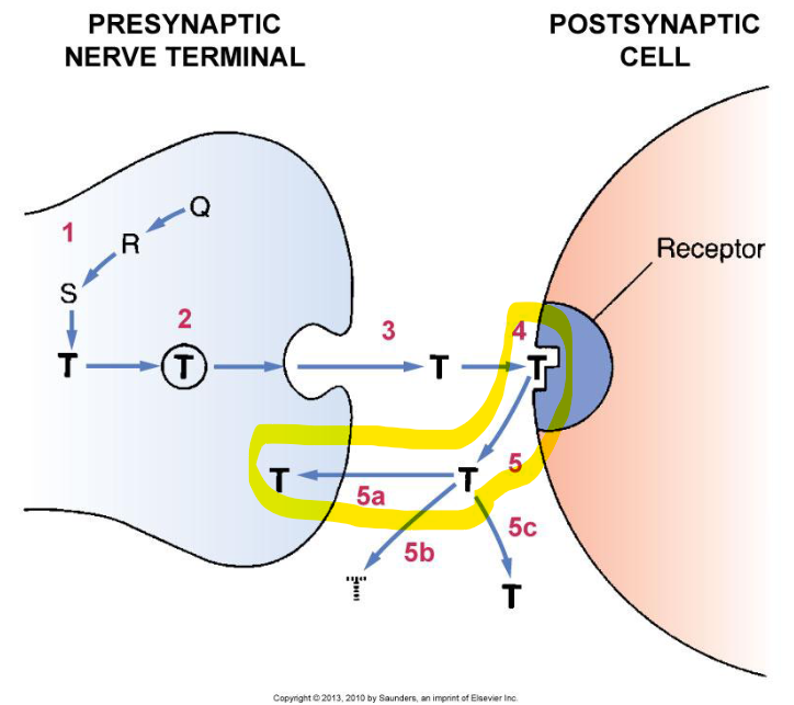 <p><em>removal of neurotransmitter from synapse process:</em> Pumps in the pre-synaptic neuron transport the neurotransmitters back into pre-synaptic neuron<br>– neurotransmitter may be re-packaged for re-use or degraded by enzymes</p>