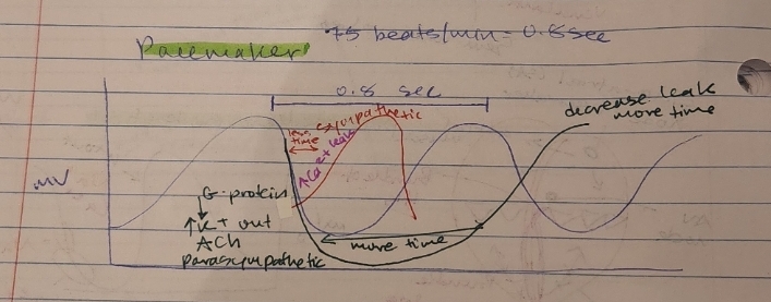 <p>75 beats per min</p><p>0.8sec</p>