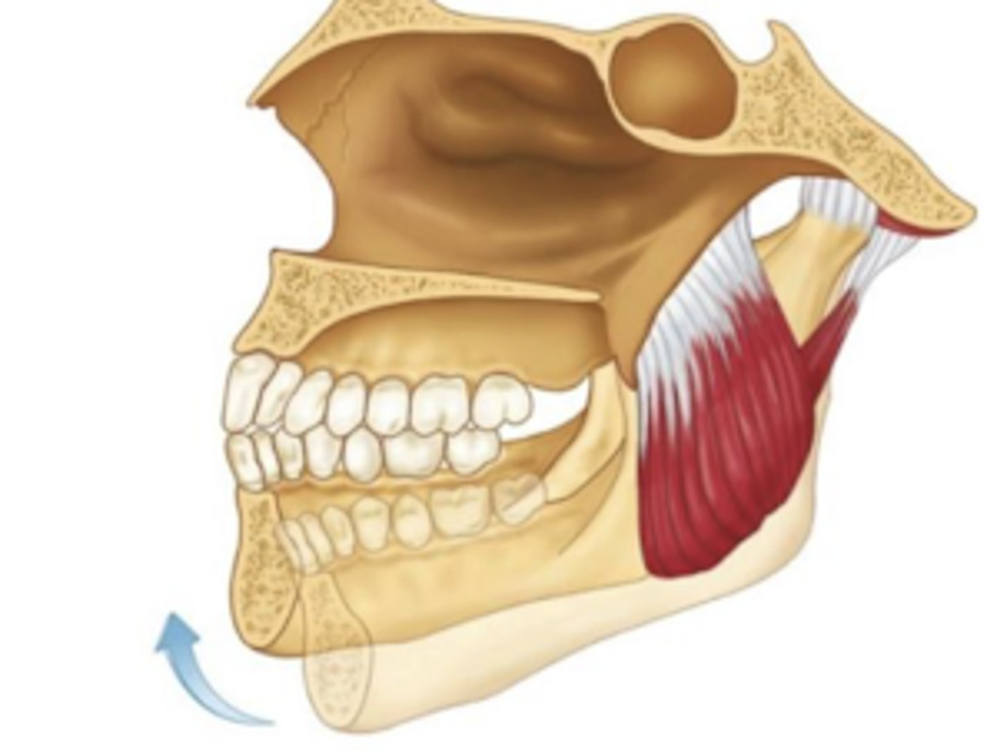 <p>origin: medial aspect of the lateral pterygoid plate</p><p>insertion: gonial angle of the medial mandible </p>