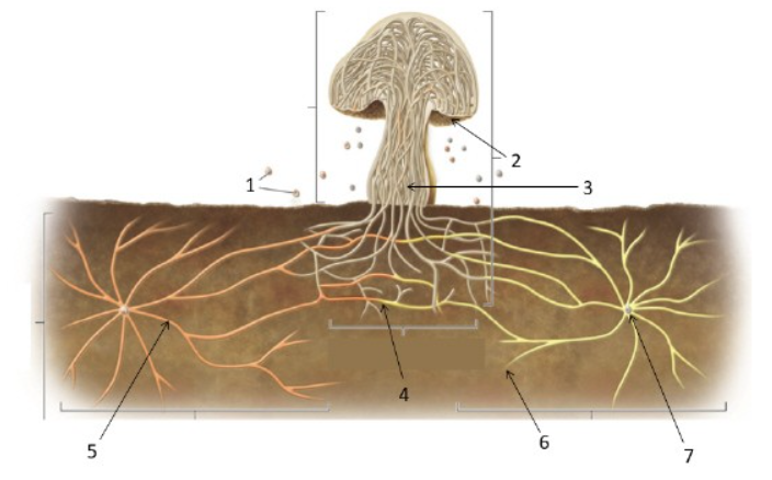 <p>Below is a diagram of a fungus in a forest. Which of the following is true regarding the organism’s tissues at point 5?</p>