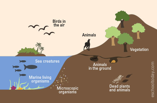 <p>All of Earth’s organisms, including humans</p>
