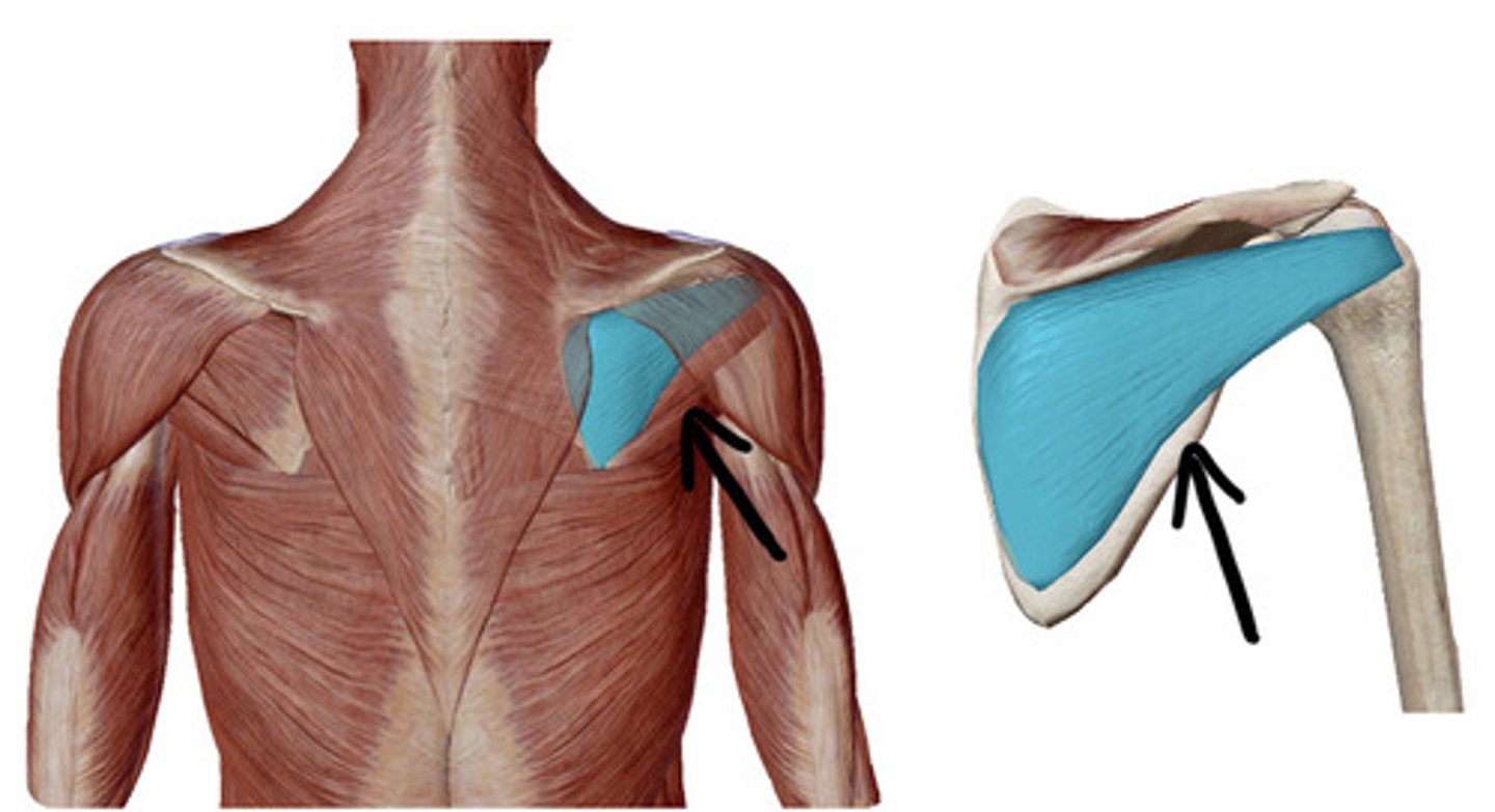 knowt flashcard image