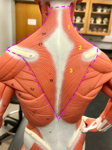 <p>What is the diamond-shaped muscle? Role?</p>