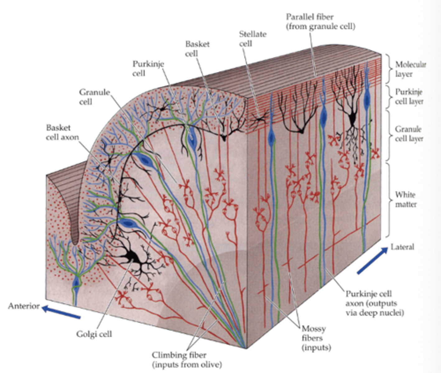 <p>cell bodies of purkinje neurons</p>