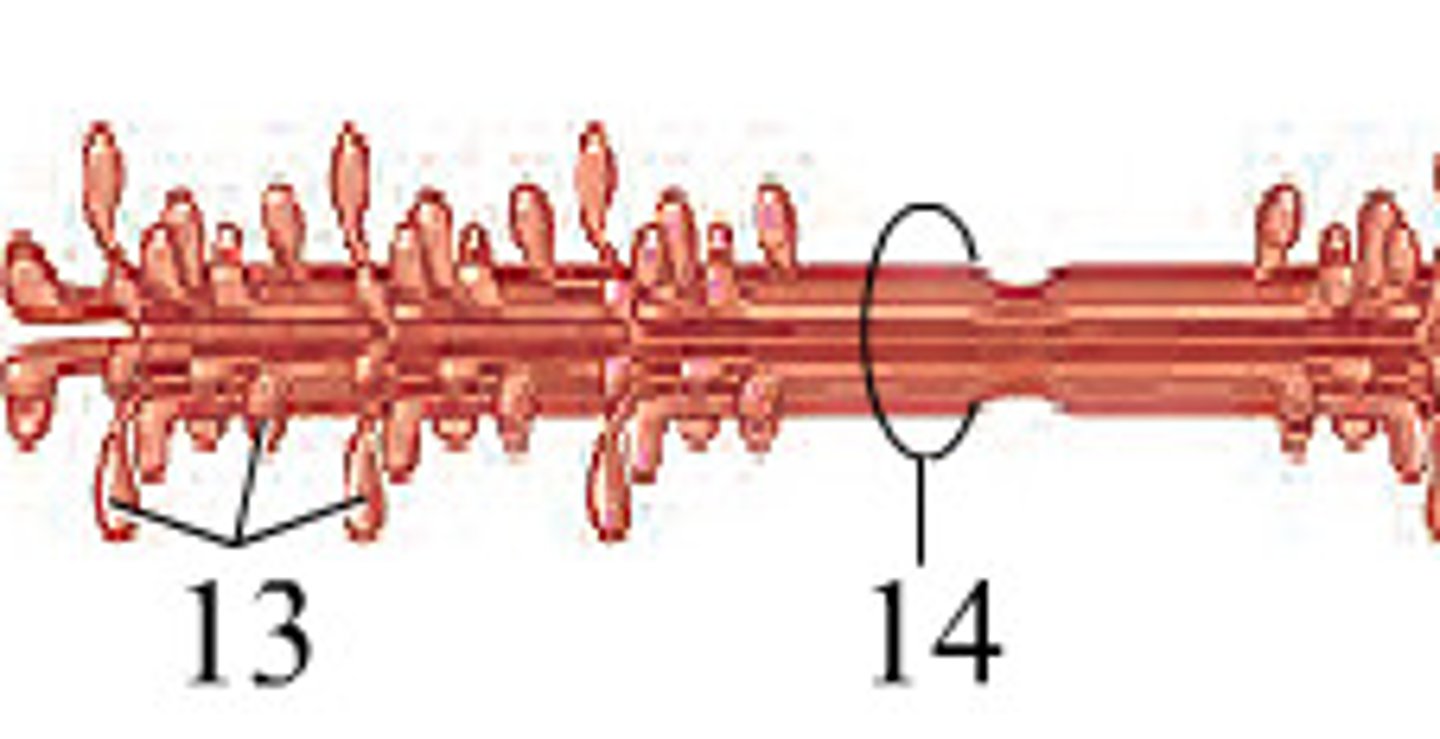 <p>thick filament</p><p>tail portion bundled into rope</p><p>head sticks out and crates sliding of filaments</p>