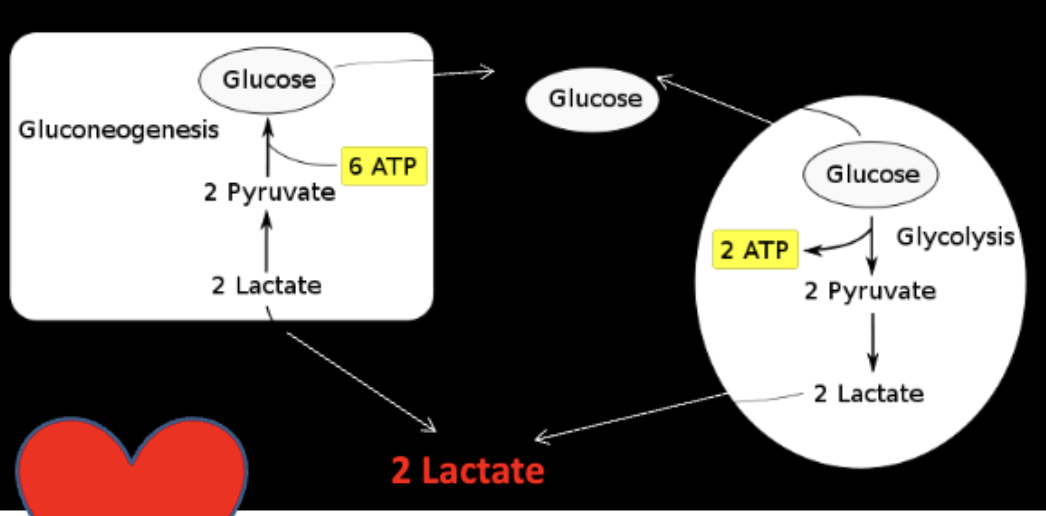 <ul><li><p>lactic acid needs to get converted back to pyruvate to shuttle to liver where there is a lot of lactate dehydrogenase </p></li></ul><p></p>