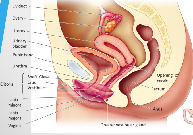 <ul><li><p>collectively called the <strong>vulva </strong>and surrounds the opening of the vagina </p></li><li><p>Two sets of folded tissue:<strong> labia minora</strong> and <strong>labia majora</strong> </p></li><li><p>Erectile tissue: the <strong>clitoris </strong></p></li><li><p><strong>Greater vestibular glands </strong>secrete lubricating fluid </p></li><li><p>The<strong> hymen </strong>– a thin membrane that partially covers the opening of the vagina</p></li></ul><p></p>