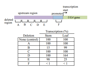 <p>The UG4 gene is expressed in stem tissue and leaf tissue in Arabidopsis thaliana. To study mechanism regulating UG4 expression, six small deletions of DNA sequence upstream of the transcription start site are made. The locations of the deletions and their effect on UG4 expression are shown below:<br><br>a) Why does deletion B lower expression of UG4 in stem tissue but not leaf tissue? </p><p>b) Why does deletion D raise UG4 expression in leaf tissue but not in stem tissue? </p><p>c) What can you deduce about the sequence contained in F?</p>
