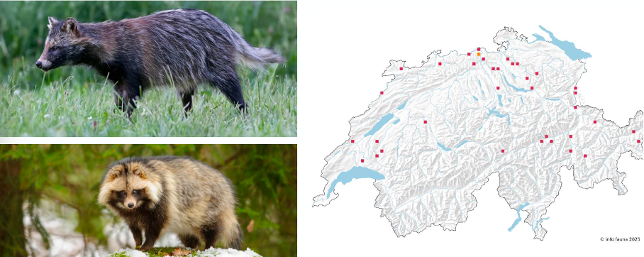 <p><span><em><span>Neozoe, invasiv</span></em></span></p><p class="MsoNormal"><span><em><u><span>Biologie</span></u></em></span></p><p class="MsoListParagraphCxSpFirst"><span><span>-</span></span><span style="font-family: "Times New Roman"; line-height: normal; font-size: 7pt;"><span>&nbsp;&nbsp;&nbsp;&nbsp;&nbsp;&nbsp; </span></span><span><em><span>Dämmerungs- und nachtaktiv</span></em></span></p><p class="MsoListParagraphCxSpMiddle"><span><span>-</span></span><span style="font-family: "Times New Roman"; line-height: normal; font-size: 7pt;"><span>&nbsp;&nbsp;&nbsp;&nbsp;&nbsp;&nbsp; </span></span><span><em><span>Allesfresser, hauptsächlich Vegi</span></em></span></p><p class="MsoListParagraphCxSpMiddle"><span><span>-</span></span><span style="font-family: "Times New Roman"; line-height: normal; font-size: 7pt;"><span>&nbsp;&nbsp;&nbsp;&nbsp;&nbsp;&nbsp; </span></span><span><em><span>Leben paarweise oder Einzelgänger</span></em></span></p><p class="MsoListParagraphCxSpMiddle"><span><span>-</span></span><span style="font-family: "Times New Roman"; line-height: normal; font-size: 7pt;"><span>&nbsp;&nbsp;&nbsp;&nbsp;&nbsp;&nbsp; </span></span><span><em><span>Paarungszeit: Ende Feb – April, 6-7 Junge nach ca. 60 Tagen Tragzeit</span></em></span></p><p class="MsoListParagraphCxSpLast"><span><span>-</span></span><span style="font-family: "Times New Roman"; line-height: normal; font-size: 7pt;"><span>&nbsp;&nbsp;&nbsp;&nbsp;&nbsp;&nbsp; </span></span><span><em><span>Ursprünglich aus Asien -> Russland bis in CH (30 Sichtungen CH ohne Fortpflanzungsnachweise)</span></em></span></p>