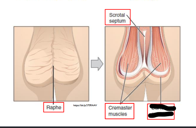 <p>What is this within the Scrotum?</p>