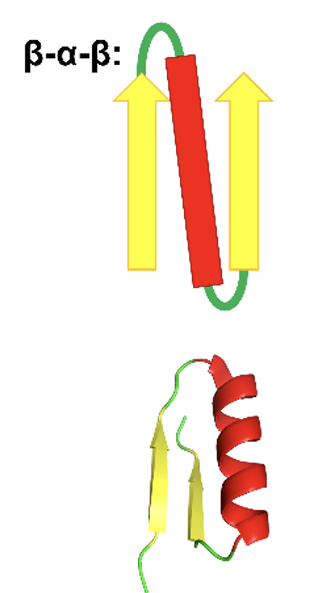 <ul><li><p>antiparalle  B - sheets are joined by short terns </p></li><li><p>parallel B -sheets are joined together with longer turns usually with an alpha helicase segment </p></li><li><p>hydrophobic residues interact between alpha and b- sheets </p></li></ul><p></p>