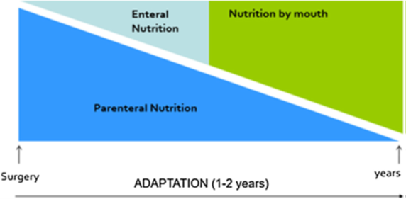 <ul><li><p><strong>right after surgery during acute phase, pt. is on parenteral nutrition only</strong></p></li><li><p><strong>as time passes, slowly decrease PN and start introducing EN and eventually nutrition by mouth (aka increase EN, decrease PN)</strong></p></li><li><p>nutrition by mouth is OUR GOAL!!!!! (promotes adaptation and stimulates intestinal adaptation)</p></li><li><p><strong>Nutrition wise—&gt; try to eat at least 5 or more small meals/day, avoid sugars, supplement vitamins/minerals, and use oral rehydration to correct fluid balances</strong></p></li></ul><p></p>