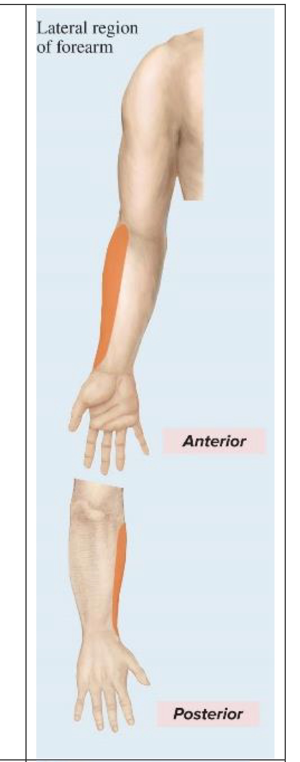 <p>Sensory innervation of musculocutaneous nerve</p>