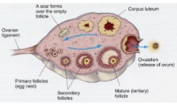 <ul><li><p>high LH concentration triggers luteinization of follicular remnants</p></li><li><p>characterized by progesterone secretion</p></li></ul>