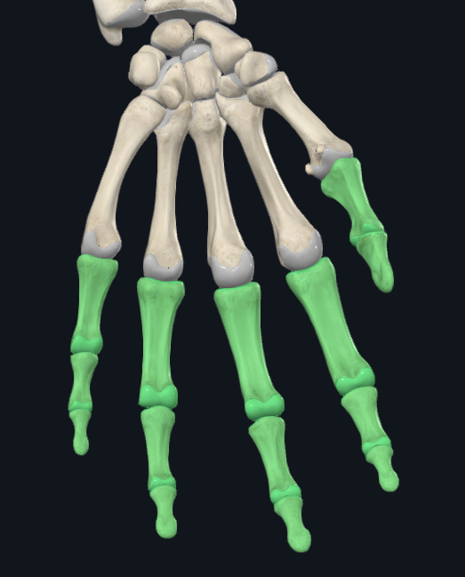 <p>What are these groups of bones called</p>