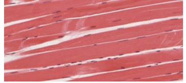 <p>TISSUE: ________</p>