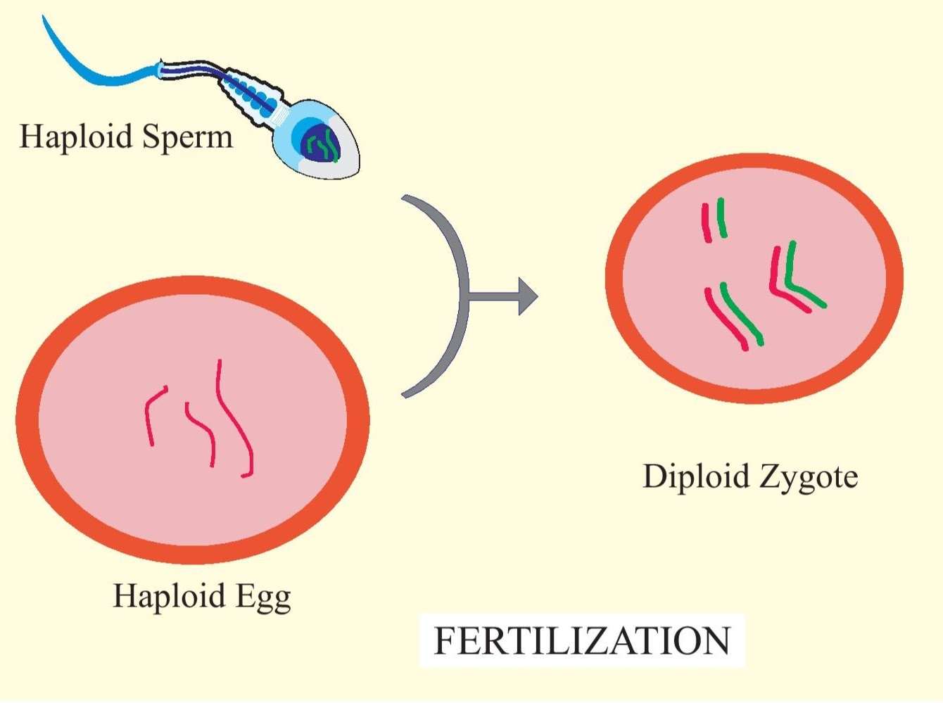 <p>Fertilization</p>