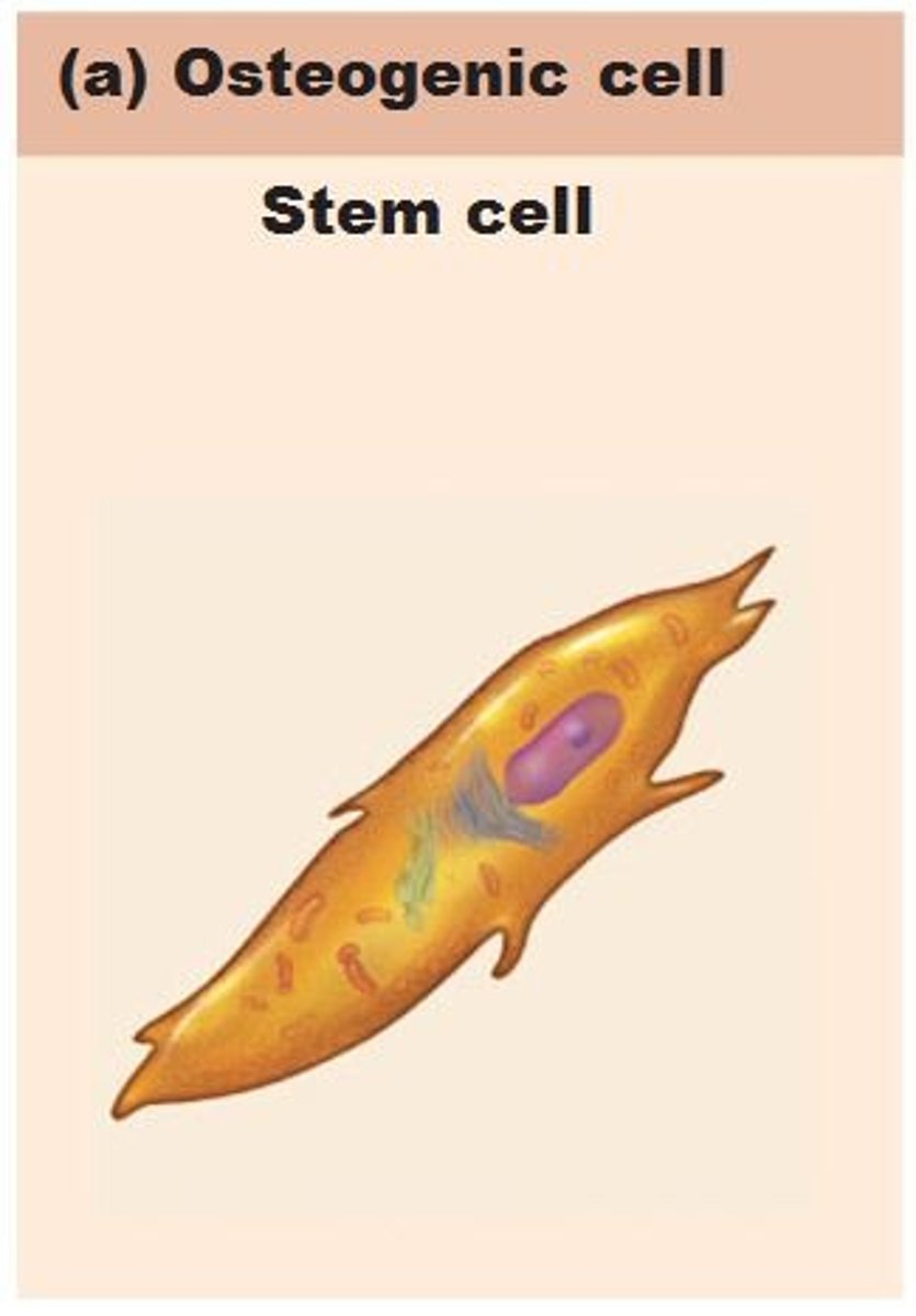 <p>(also called osteoprogenitor cells); mitotically active stem cells in periosteum and endosteum; when stimulated differentiate into osteoblasts or bone lining cells; some persist as osteogenic cells</p>