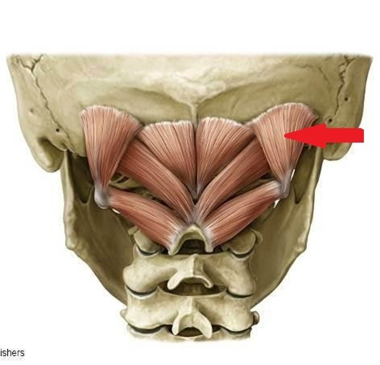<p>Function: turns head to the same side</p>
