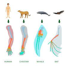 <p>Similiar structure, different function</p><p>Bird wing → human arm → whale fin</p>