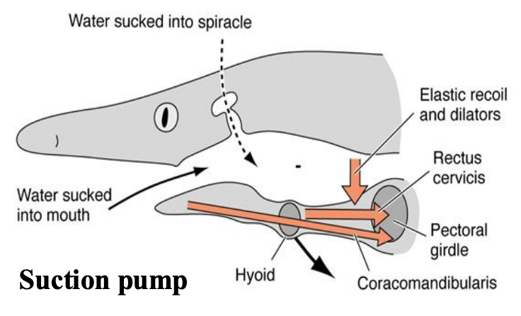 <p>Outward bowing of parabranchial chambers also reduces pressure, together they form a suction pump</p><p>• Mouth and spiracle open(abducting muscles); valves that close gills shut</p><p>• Pharynx expands: Reduces pressure relative to water</p><p></p>