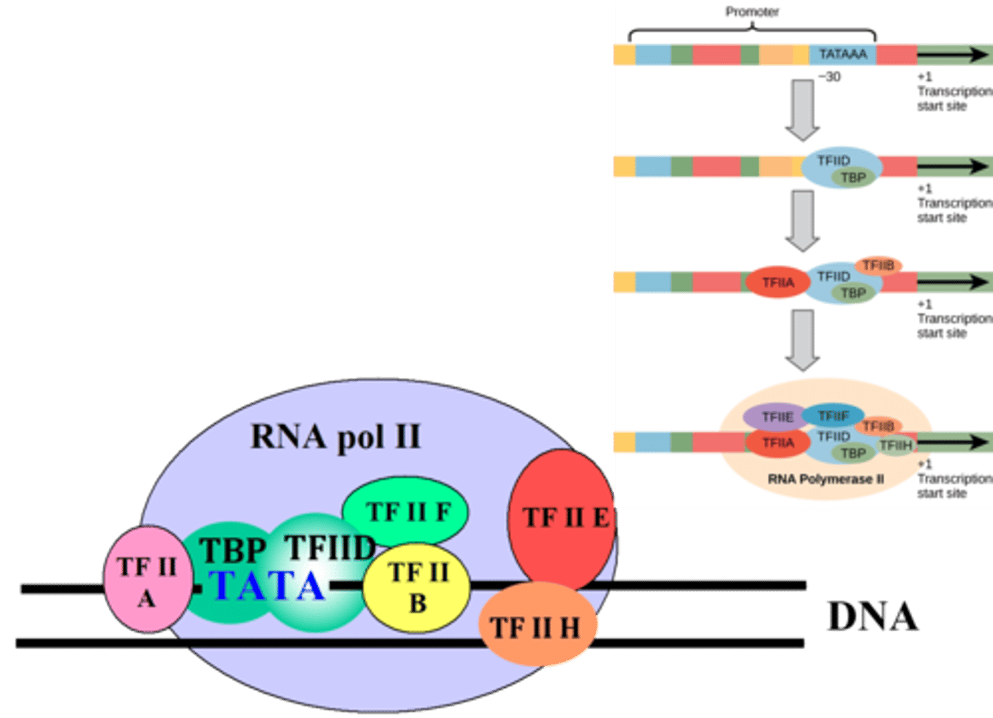 <p>(general transcription factors and RNA Pol II) at the core promoter of the gene</p>
