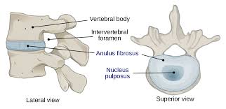 <ul><li><p>symphyses</p></li><li><p>intervertebral discs</p></li></ul><p></p>