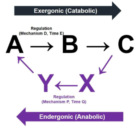 <p>Existence of independent interconversion metabolic processes allows for independent control &amp; fine- tuning of each process</p><ul><li><p>taking diff. path to get to favorable process its endergonic bc putting energy into it so both become favorable</p></li></ul><p></p>
