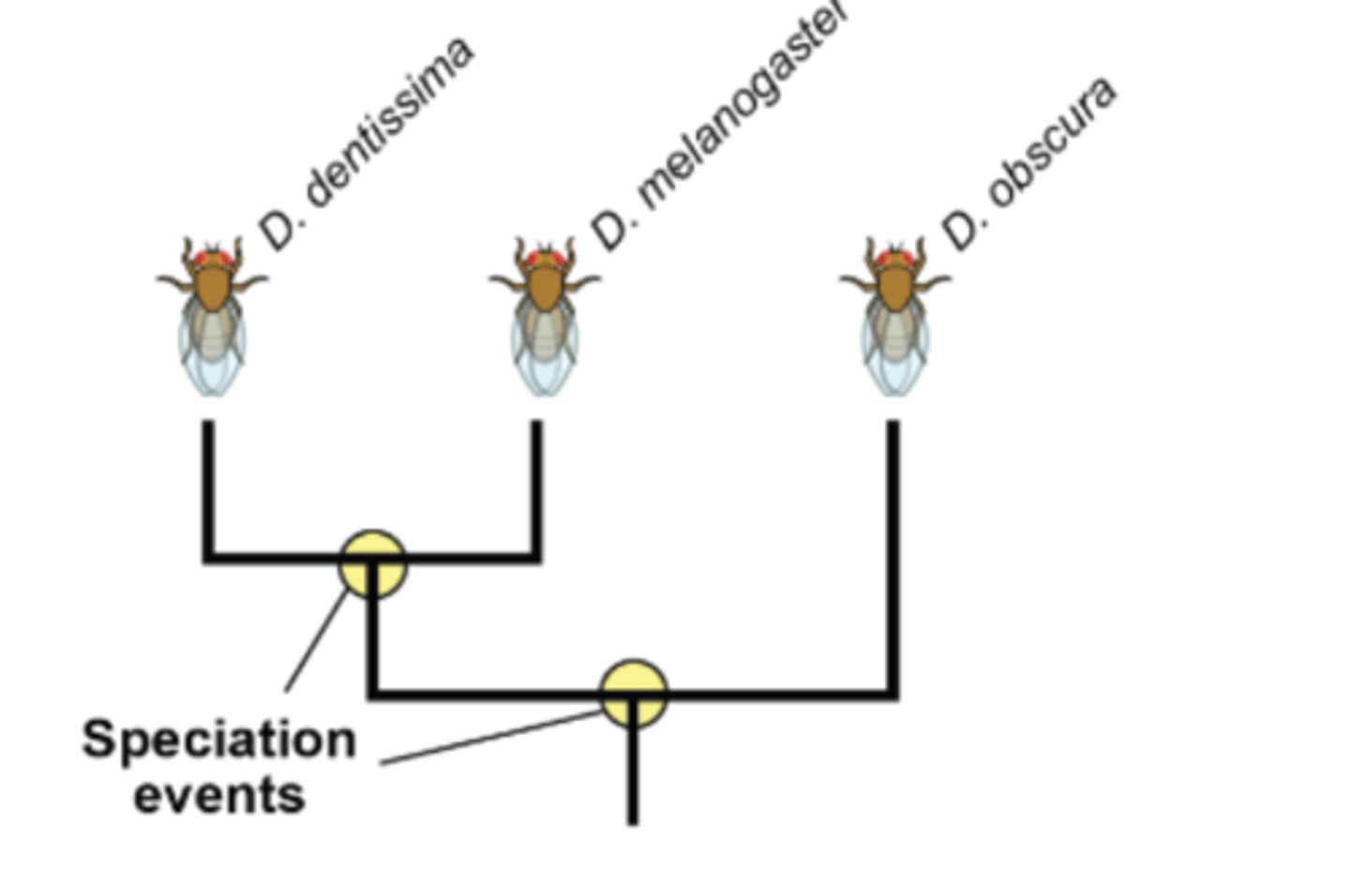 <p>the process by which new species arise</p>