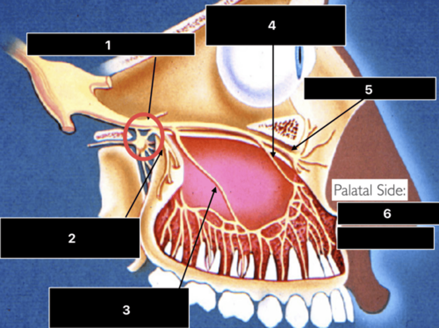 <p>ID the nerve at 6</p>