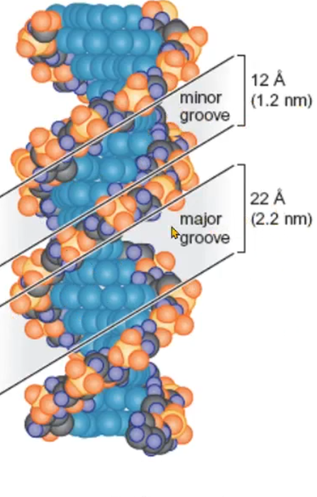 <p>what does this diagram show?</p>