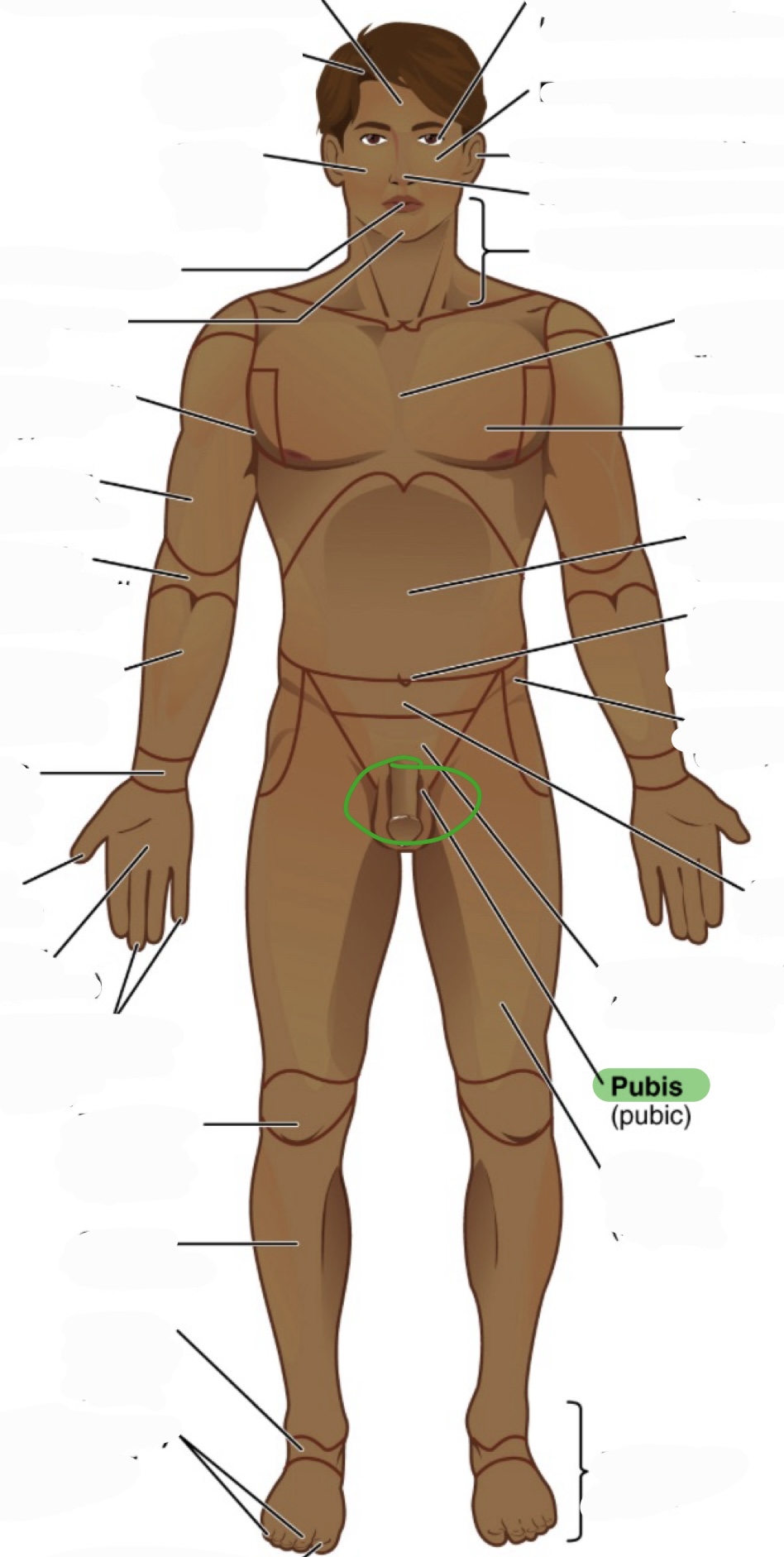 <p>pubic</p><p>(where your privates are?)</p>