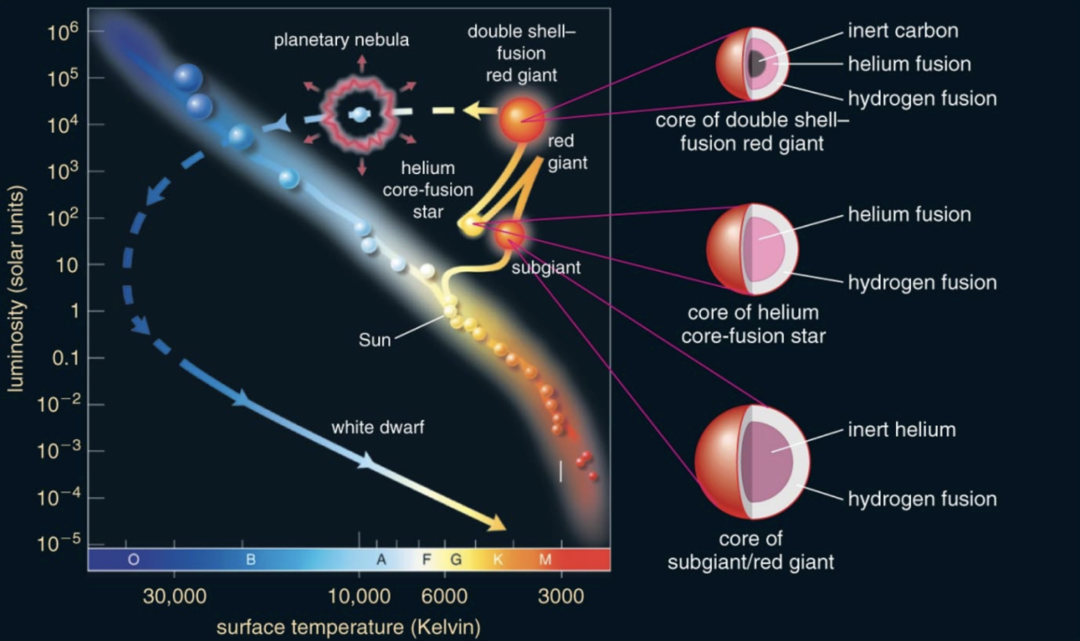 <ul><li><p><span style="background-color: transparent;">Whenever you have fusion in the core, there’s some stability that is obtained, enough time for gravitational equilibrium to happen</span></p></li><li><p><span style="background-color: transparent;">When there aren't a lot of objects in an area of the HR diagram, it's a short period of evolution, like a helium flash</span></p></li></ul><p><span style="background-color: transparent;">*All of this is happening at the upper right of the HR diagram, after which they don’t go back to main sequence</span></p>