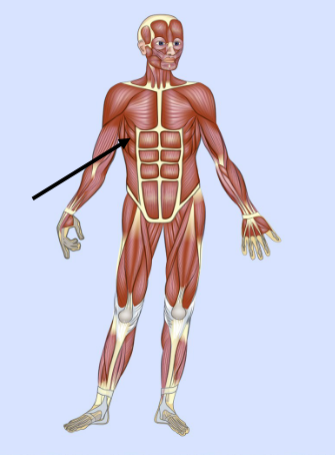 <p>What major muscle is this?</p>