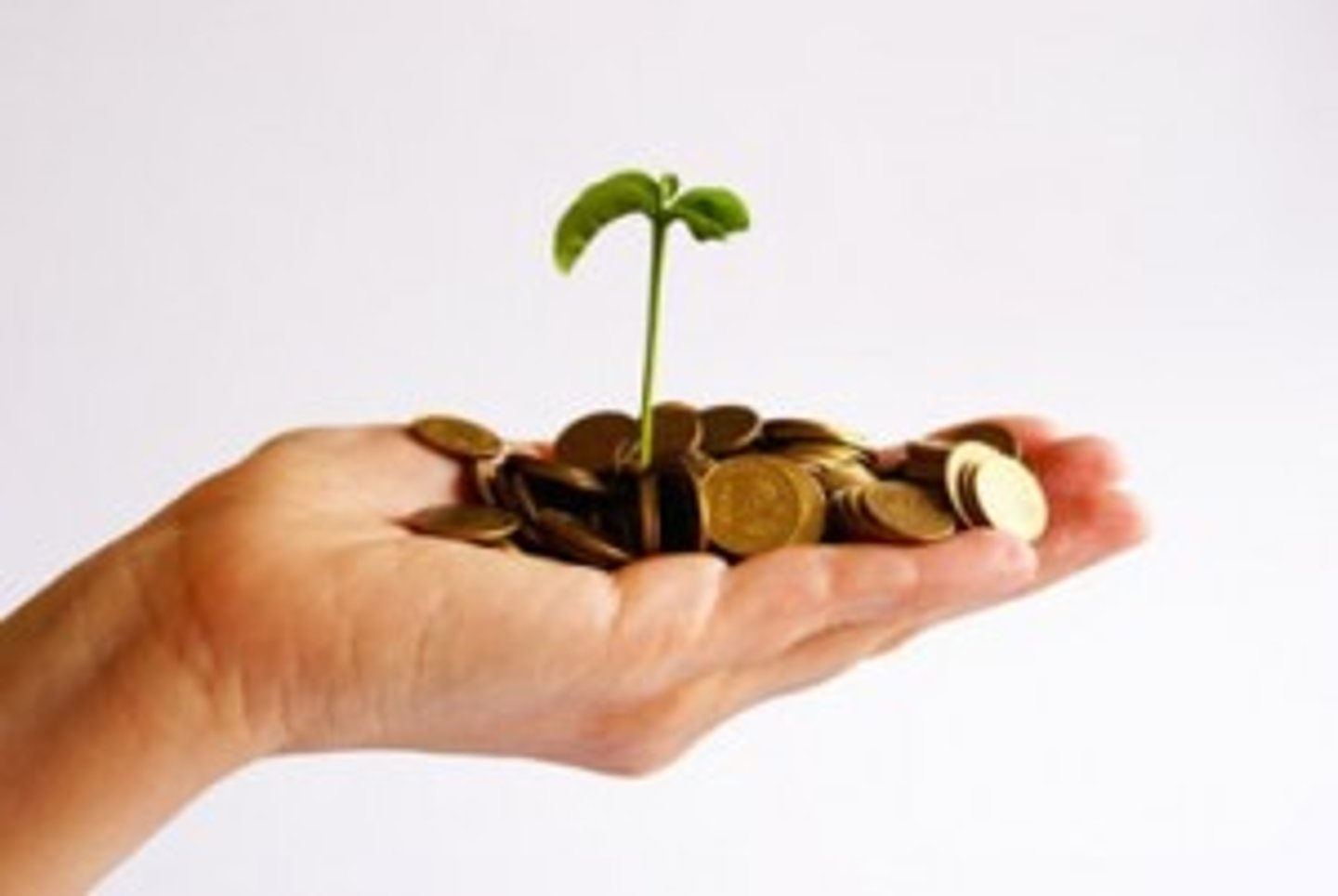 <p>a newly created company designed to grow fast</p>