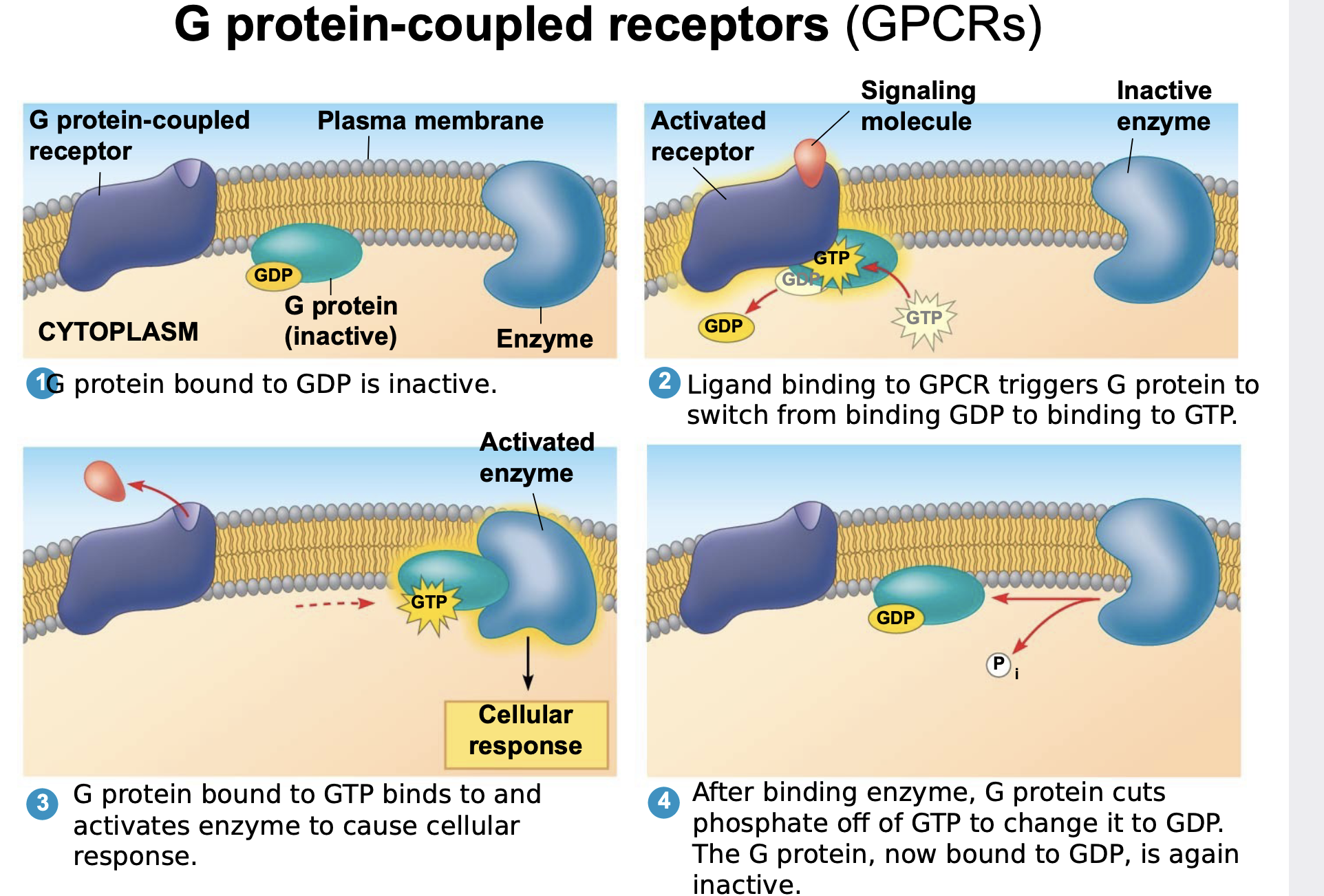 cell surface transmembrane receptors that work with the help of a G protein

The receptor activates a G protein that in turn activates enzymes to cause a cellular response