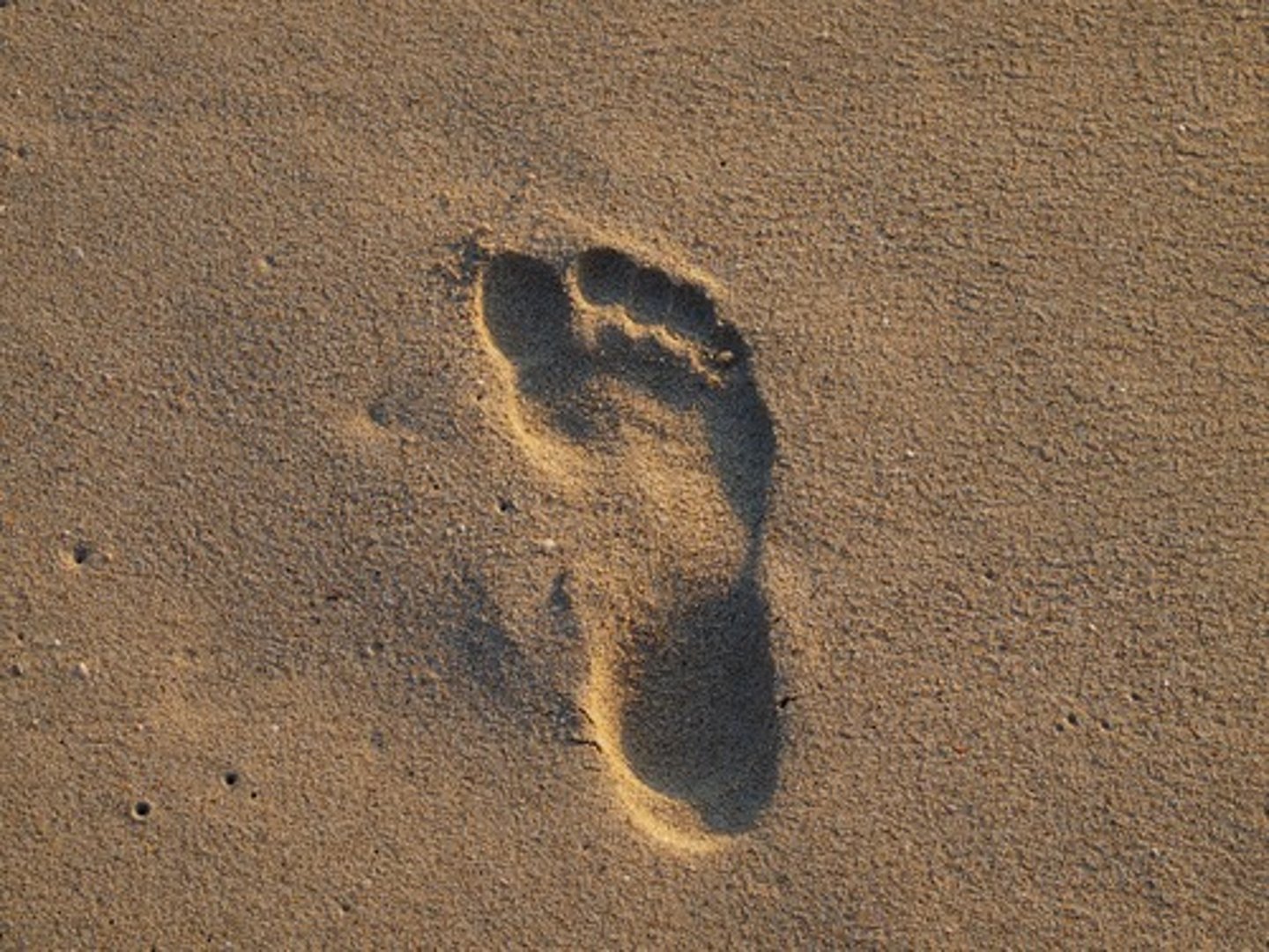 <p>(n) dấu chân</p>