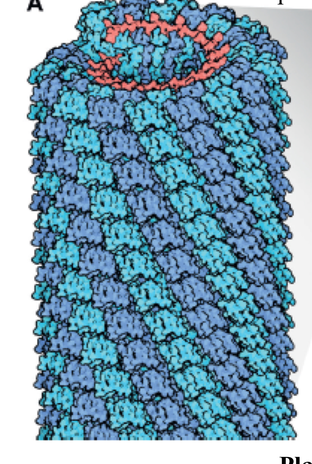 <p>-RNA genome forms a spiral within the nucleocapsid</p><p>-single protein repetition</p><p>-plant helical viruses are unenveloped.</p><p>-some vertebrate helical viruses are wound further and are enveloped</p><p>-other vertebrate helical viruses are enveloped and segmented (such as influenza!)</p>