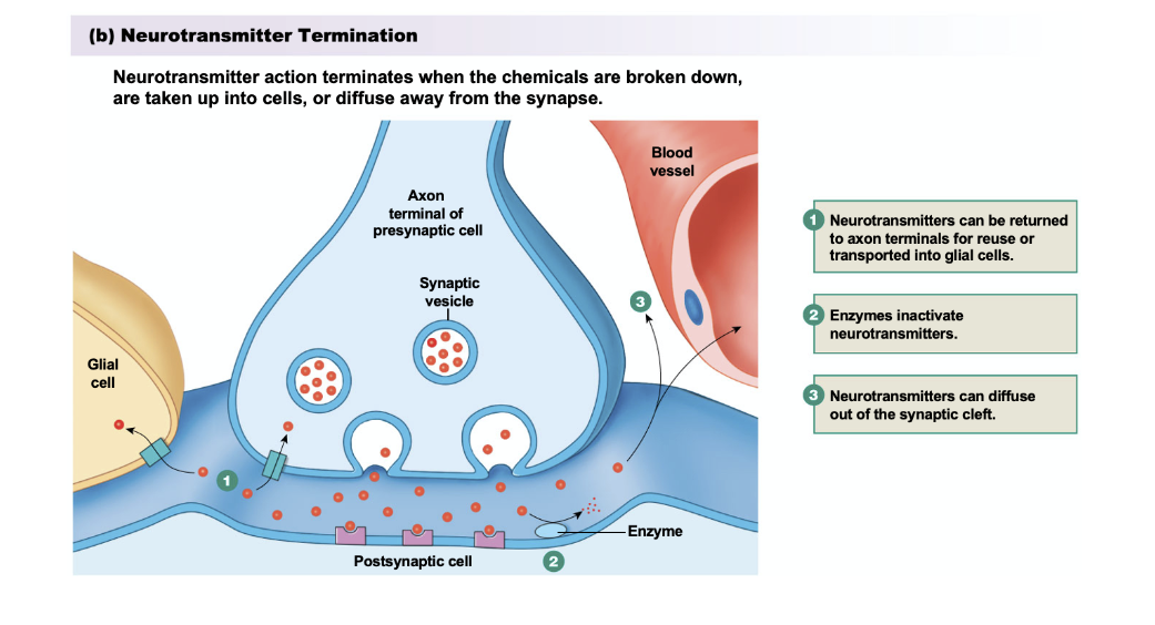<ol><li><p>Neurotransmitters can be returned to axon terminals for reuse or transported into glial cells </p></li><li><p>Enzymes inactivate neurotransmitters</p></li><li><p>Neurotransmitters can diffuse out of the synaptic cleft </p></li></ol><p></p>