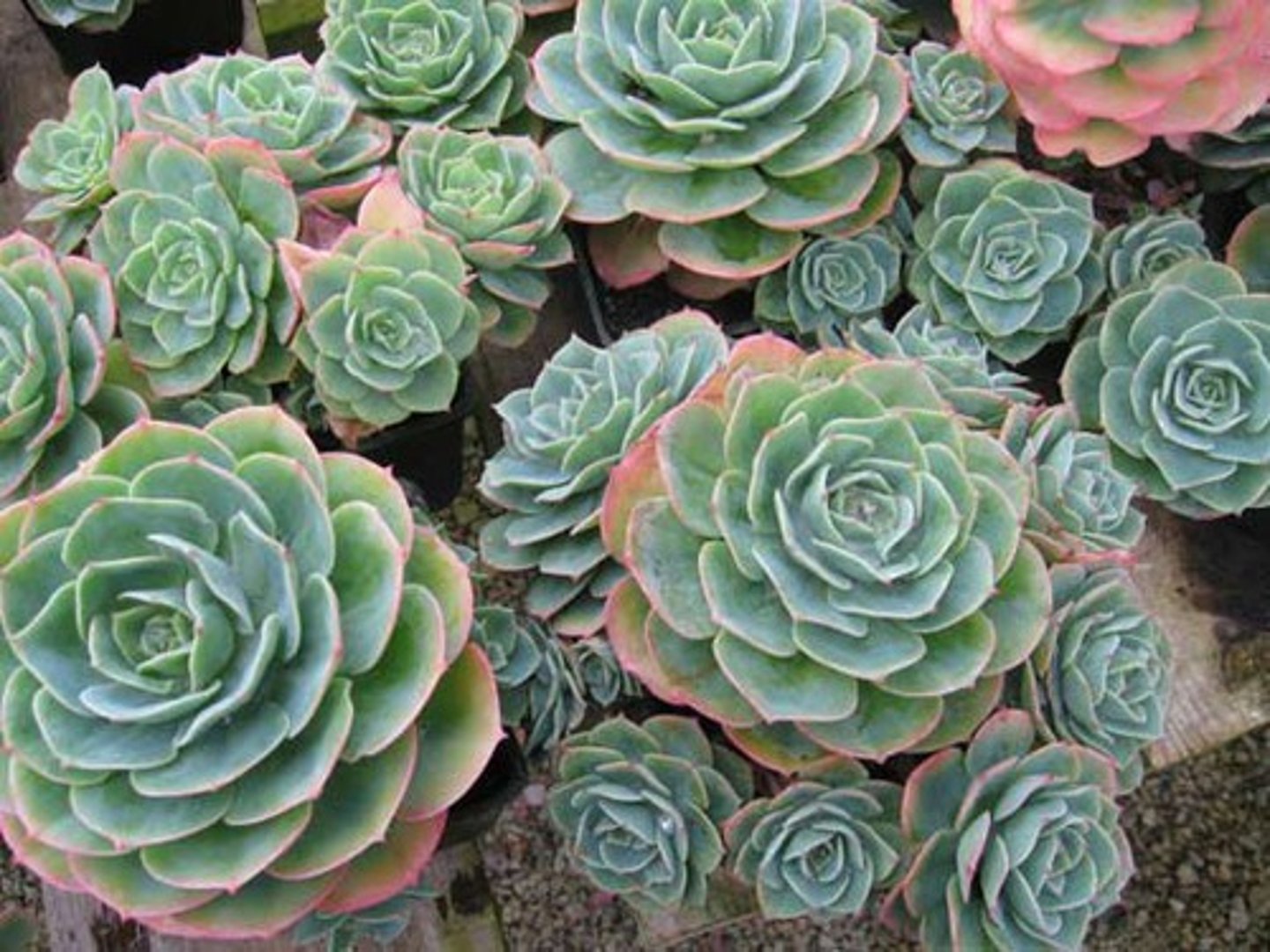 <p>Sempervivum hybrid cv.</p>