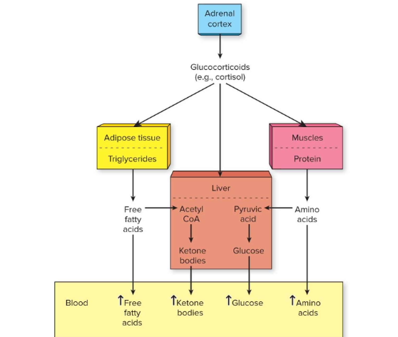 <p>Where are glucocorticoids like cortisol produced, and what stimulates their release?</p>