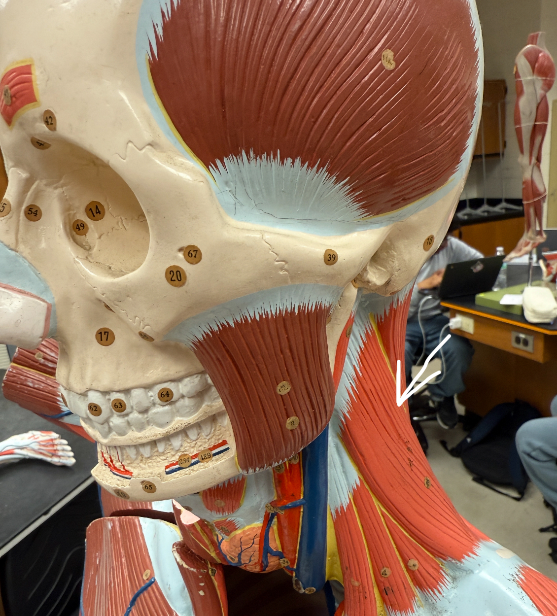 <p>below the trapezius </p>