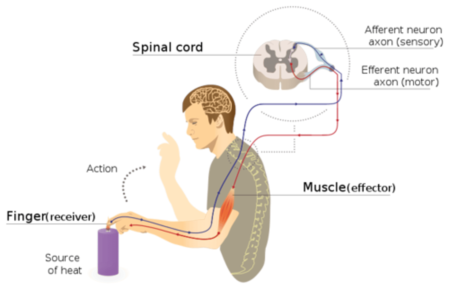 <p>painful stimuli</p>
