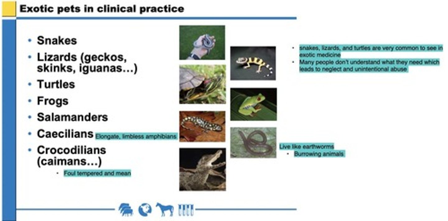 <p>-Lissamphibia</p><p>-Lepidosauria</p><p>-Archosauromorpha</p>