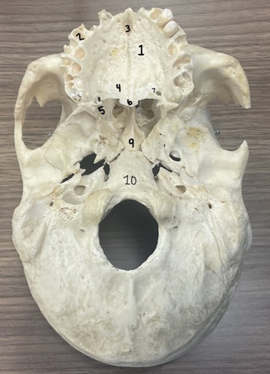 <p>What is structure 10?</p>