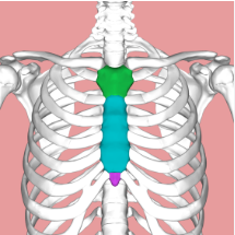 <p>What is the sternum, and what are its 3 parts?</p>